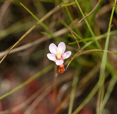 Drosera natalensis