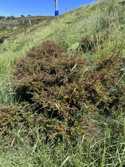 Podocarpus lawrencei