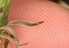 Taraxacum tenellisquameum