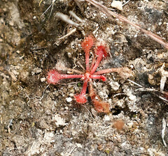 Drosera natalensis