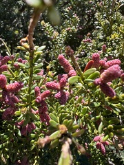 Podocarpus lawrencei