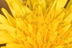 Taraxacum tenellisquameum