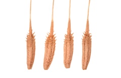 Taraxacum tenellisquameum