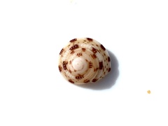 Clanculus limbatus