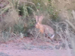 Lepus saxatilis