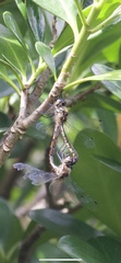 Hemicordulia armstrongi