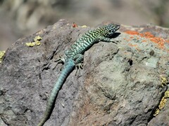 Liolaemus nigroviridis