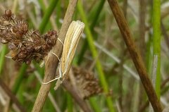 Agriphila tristella