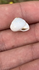 Sphincterochila aharonii