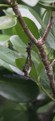 Hemicordulia armstrongi