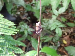 Pristimantis pardalis