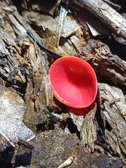 Sarcoscypha macaronesica