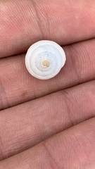 Sphincterochila aharonii