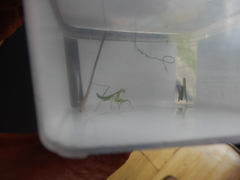 Miomantis caffra