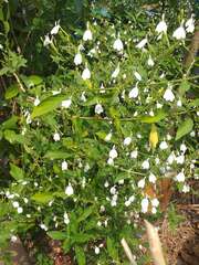 Rhinacanthus