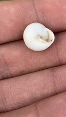 Sphincterochila aharonii