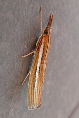 Agriphila tristella