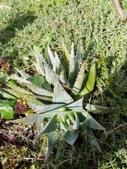 Aloe brevifolia