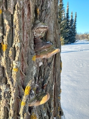 Phellinus igniarius igniarius