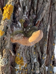 Phellinus igniarius igniarius
