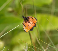 Acraea natalica
