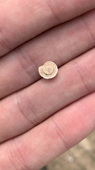 Xerocrassa davidiana