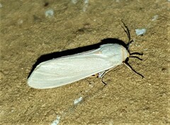 Pareuchaetes pseudoinsulata