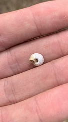 Xerocrassa davidiana