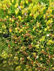 Weissia brachycarpa