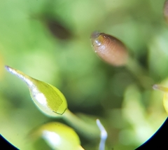 Weissia brachycarpa