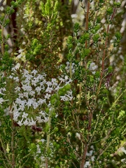 Struthiola hirsuta