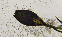 Weissia brachycarpa