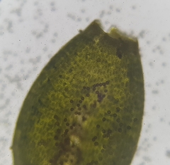 Weissia brachycarpa