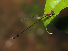 Protosticta versicolor
