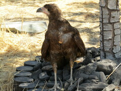 Daptrius megalopterus