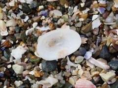 Tugali parmophoidea