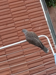 Streptopelia decaocto