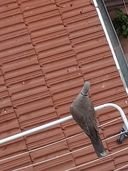 Streptopelia decaocto