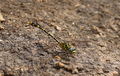 Austrogomphus australis