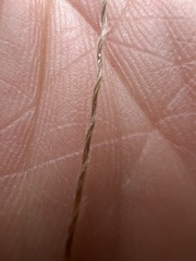 Austrostipa semibarbata