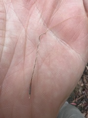 Austrostipa semibarbata
