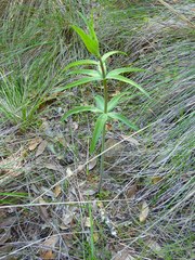 Lilieae