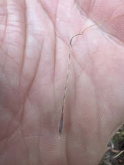 Austrostipa semibarbata