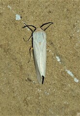 Pareuchaetes pseudoinsulata