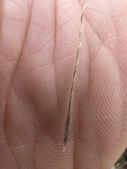 Austrostipa semibarbata