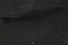 Cyprinus carpio