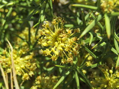 Azorella
