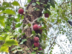 Ficus aurantiaca parvifolia