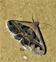 Acantholipes trimeni