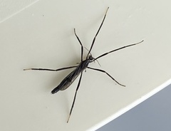 Styringomyia